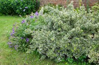 Euonymus fortunei Emerald Gaiety 9 cm Topf - Größe nach Saison 15-  20