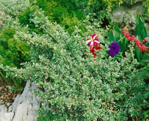 Euonymus fortunei Emerald Gaiety 15- 20 cm