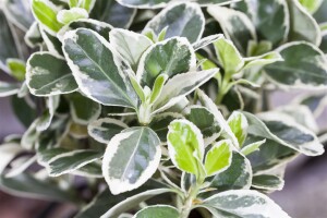 Euonymus fortunei Emerald Gaiety 15- 20 cm