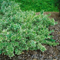 Euonymus fortunei Emerald Gaiety 15- 20 cm