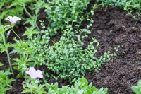 Euonymus fortunei Minimus 9 cm Topf - Größe nach Saison 10- 15