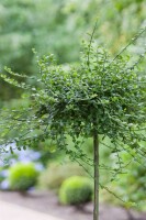 Euonymus fortunei Minimus 9 cm Topf - Größe nach Saison 10- 15