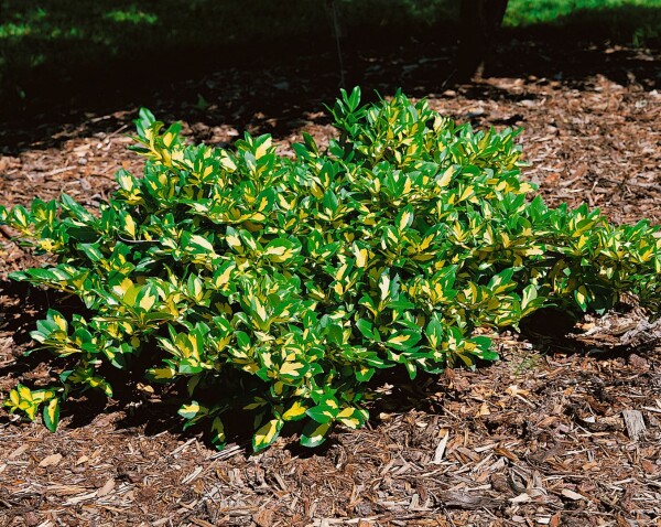 Euonymus fortunei Sunspot 9 cm Topf - Größe nach Saison 15-  20