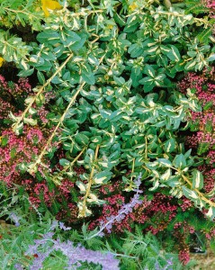 Euonymus fortunei Sunspot 9 cm Topf - Größe nach Saison 15-  20