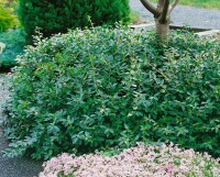 Euonymus fortunei Sunspot 9 cm Topf - Größe nach Saison 15-  20