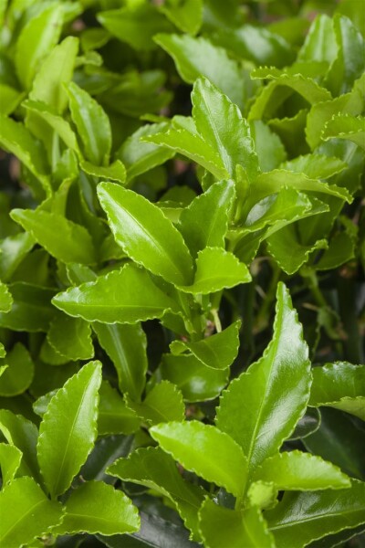 Euonymus fortunei radicans 9 cm Topf - Größe nach Saison