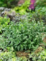 Euonymus fortunei radicans 9 cm Topf - Größe nach Saison