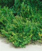 Euonymus fortunei radicans 9 cm Topf - Größe nach Saison