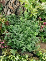 Euonymus fortunei radicans 9 cm Topf - Größe nach Saison