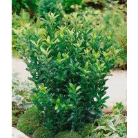 Euonymus japonicus Green Spire 9 cm Topf - Größe nach Saison 10- 15