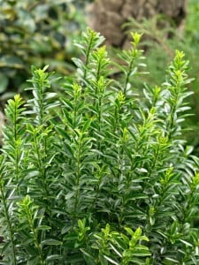 Euonymus japonicus Microphyl.Aureovar. 9 cm Topf - Größe nach Saison 10- 15