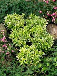 Euonymus japonicus Microphyl.Aureovar. 9 cm Topf - Größe nach Saison 10- 15