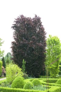 Fagus sylvatica 1 a 1 40- 60 cm wurzelnackt