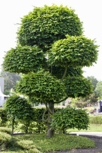 Fagus sylvatica 1 a 1 40- 60 cm wurzelnackt