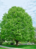 Fagus sylvatica 1 a 1 40- 60 cm wurzelnackt