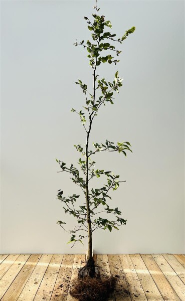 Fagus sylvatica 1 a 1 100- 125 cm wurzelnackt