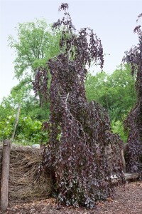 Fagus sylvatica 1 a 1 100- 125 cm wurzelnackt