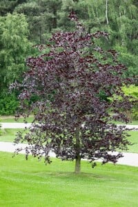 Fagus sylvatica Purpurea C 20-  30