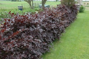 Fagus sylvatica Purpurea C 20-  30