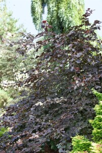 Fagus sylvatica Purpurea C 20-  30