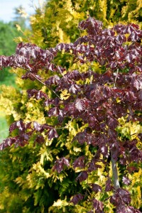 Fagus sylvatica Purpurea C 20-  30