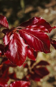 Fagus sylvatica Purpurea C 20-  30