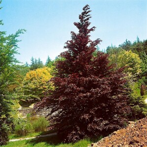 Fagus sylvatica Purpurea C 20-  30