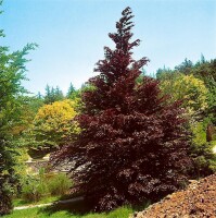 Fagus sylvatica Purpurea C3  60- 100