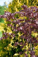 Fagus sylvatica Purpurea C3  60- 100