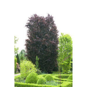 Fagus sylvatica Purpurea 80- 100 cm