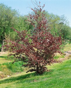 Fagus sylvatica Purpurea 80- 100 cm