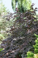 Fagus sylvatica Purpurea 80- 100 cm