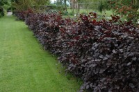 Fagus sylvatica Purpurea 80- 100 cm