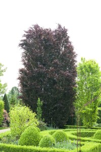 Fagus sylvatica Purpurea 100- 125 cm