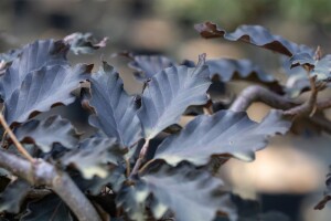 Fagus sylvatica Rohan Weeping Sta C 5 Krone mehrj....