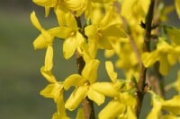 Forsythia Lynwood C 7,5 80- 100