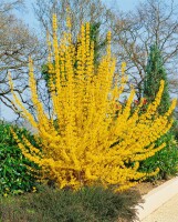 Forsythia Lynwood C 7,5 80- 100