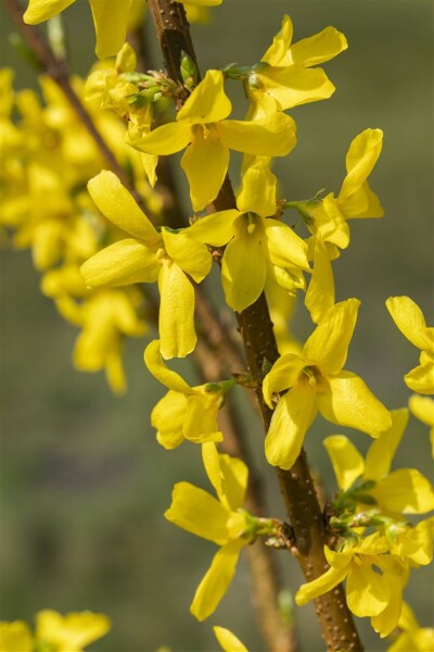 Forsythia Lynwood Gold 3L 40-  60