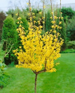 Forsythia Lynwood Gold 3L 40-  60