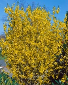 Forsythia Lynwood Gold 3L 40-  60