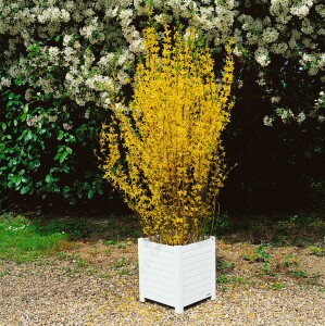 Forsythia Lynwood Gold 3L 40-  60