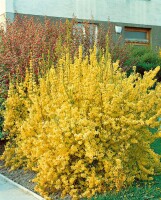 Forsythia Lynwood Gold 3L 40-  60