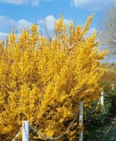 Forsythia Lynwood Gold 3L 40-  60