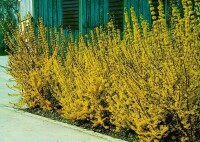 Forsythia Lynwood Gold 3L 40-  60