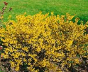 Forsythia Maree dOr  -R- 3 L 30-  40