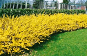 Forsythia Maree dOr  -R- 3 L 30-  40