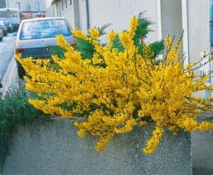 Forsythia Maree dOr  -R- 3 L 30-  40