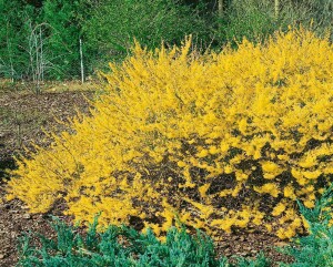 Forsythia Maree dOr  -R- 3 L 30-  40