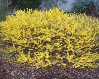 Forsythia Maree dOr  -R- 3 L 30-  40