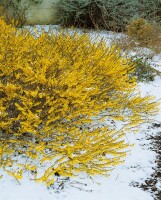 Forsythia Maree dOr  -R- 3 L 30-  40